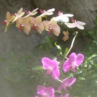 Deborah Eastman Photo 13