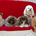 Cynthia Crews Photo 9