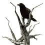 Elizabeth Crow Photo 29