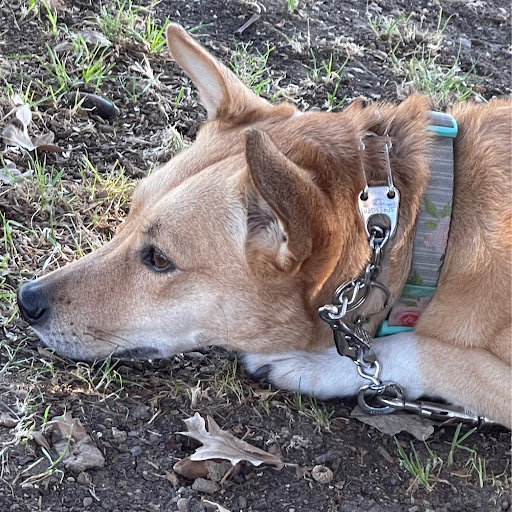 Sharon Chandler Photo 13