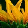 Donna Mcintyre Photo 35