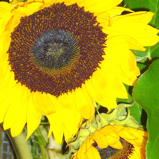 Julie Deane Photo 21