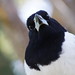 Peter Cowling Photo 19