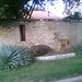 Austin Buck Photo 34