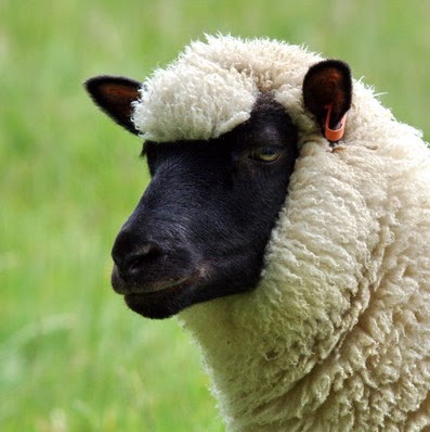 Peter Morgan Photo 11