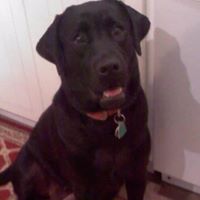 Timothy Field Photo 8