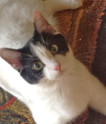 Traci Carlson Photo 14