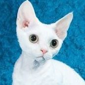 Elaine Allen Photo 36