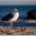 Johnathan Beach Photo 8
