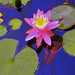 Carol Stauffer Photo 23