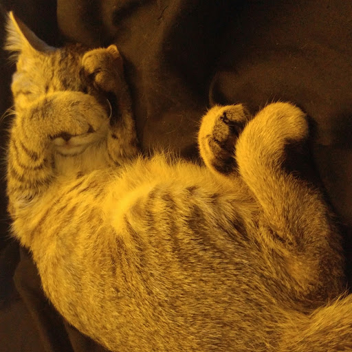 Donald Young Photo 33