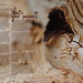 Richard Knotts Photo 19