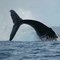 Patricia Lytle Photo 23