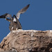 Michael Falco Photo 15