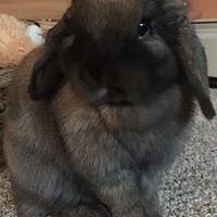 Alisa Meyer Photo 17