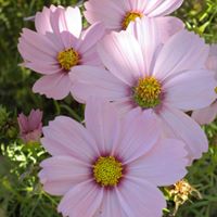 Joann Reynolds Photo 30