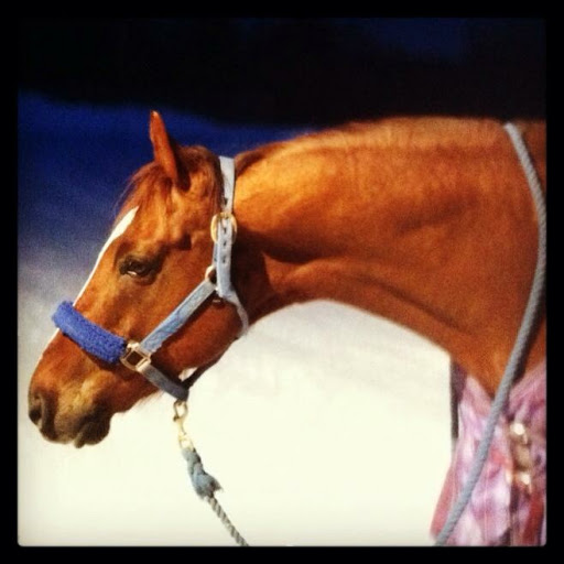 Cindy Carpenter Photo 28