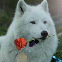 Gail Davidson Photo 19
