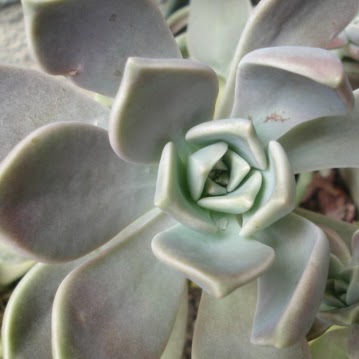 Susan Stine Photo 10