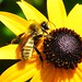 Susan Winters Photo 17