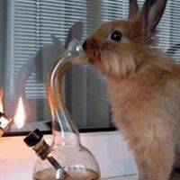 Nina Curtis Photo 18