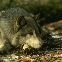 Ed Thomas Photo 9