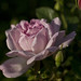 Joni Rose Photo 11