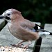 Jay Stover Photo 21