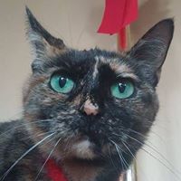 Cindy Graves Photo 13