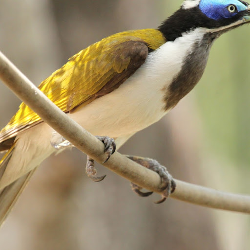 Thomas Field Photo 45 Thomas Field Photo 45