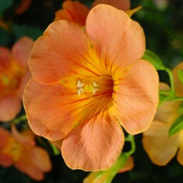 Fiona Lewis Photo 30 Fiona Lewis Photo 30