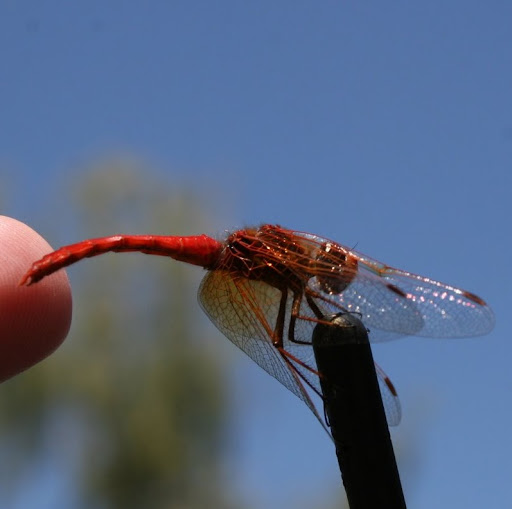 James Horner Photo 51