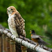 Robin Hawk Photo 15