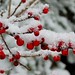 Cheryl Berry Photo 31