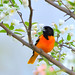Oriole Sharp Photo 3