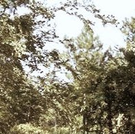 Brett Howell Photo 33