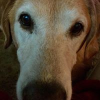 Cherie Robbins Photo 4