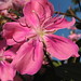 Kathleen Flower Photo 20