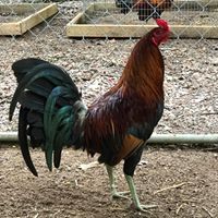 Thomas Webb Photo 37 Thomas Webb Photo 37