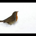 Robin Moseley Photo 25
