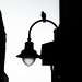 John Cilento Photo 11