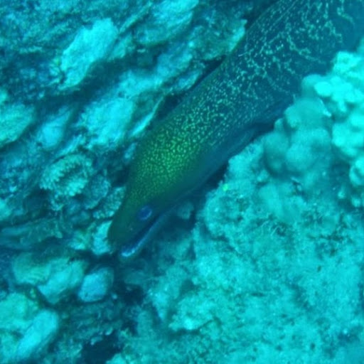 Joshua Thorpe Photo 30