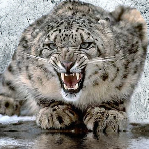 Darius Anderson Photo 25