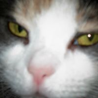 Janice Randolph Photo 25