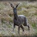 Steve Roe Photo 14