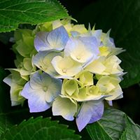 Debra Meadors Photo 10