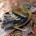 Lisa Finch Photo 23