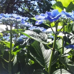 Cynthia Hilliard Photo 7