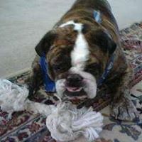 Amy Whitaker Photo 43