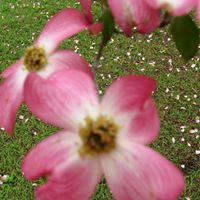 Anne Skinner Photo 23